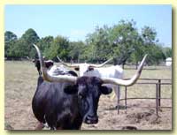 Cattle drive