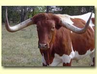 Cow Horns