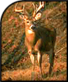 Dear Antler Pens