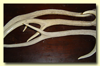 Elk Antlers
