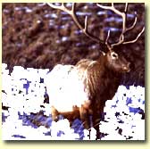 Elk