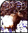 Elk Antler Pen