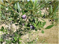 Olive Tree
