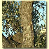 Olive Tree