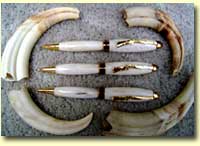 Warthog Tusks 