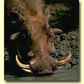 Warthog